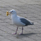 Western gull