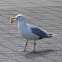 Western gull
