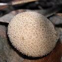 Gemmed Puffball