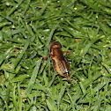 Mole cricket