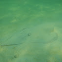 Eastern Shovelnose Ray