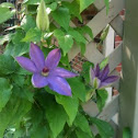 Clematis