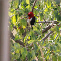 Red Headed Woodpecker