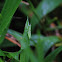 Common Field Grasshopper
