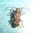 Unknown Beetle