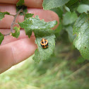 Harlequin Ladybird