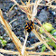 Harlequin bug
