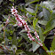 Smartweed