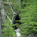 Black Bear