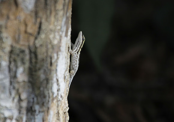 Spotting Image 1