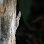 White-headed Dwarf Gecko