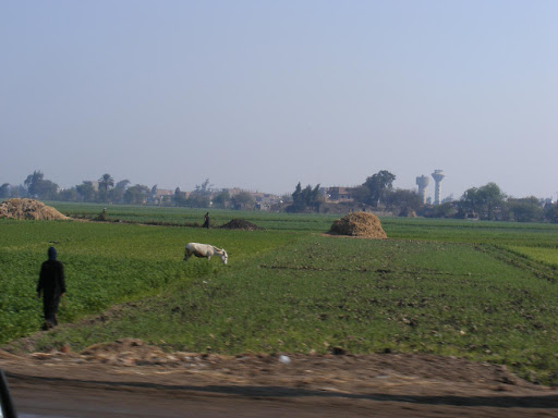 sawah