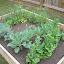 Ahall1223's Vegetable garden