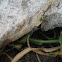Tangle Web Spider