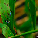 Damselfly Mating
