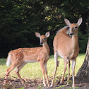 White-tailed Deer