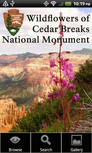 Wildflowers of Cedar Breaks