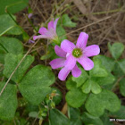 Wood-sorrel