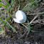 robin's egg