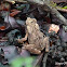 Rã (Frog)