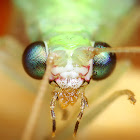 Lacewing