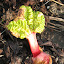 Rhubarb