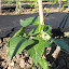 Cherokee Beans