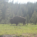American Bison