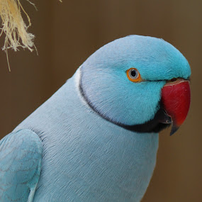 by Sandra Cannon - Animals Birds