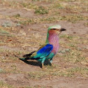 Lilac-breasted Roller