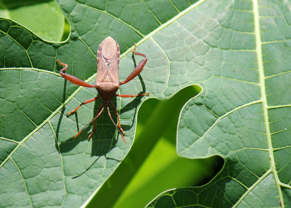 Spotting Image 1
