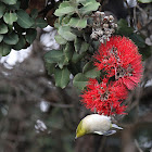 Ohia Lehua