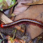 Madagascar Fire Millipede