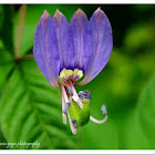 Wild flower