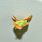 Smaller Parasa
