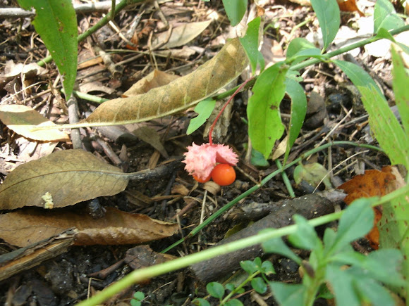 Spotting Image 1