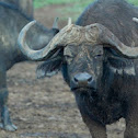 Cape Buffalo