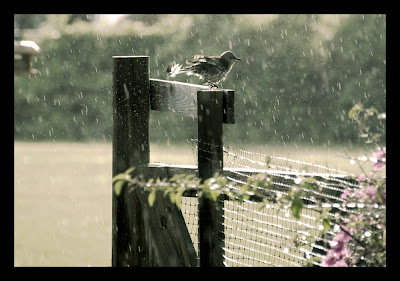 the rain dance