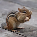Chipmunk