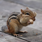 Chipmunk
