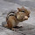 The  Chipmunks of Southeastern US