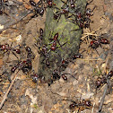 Bullet ants