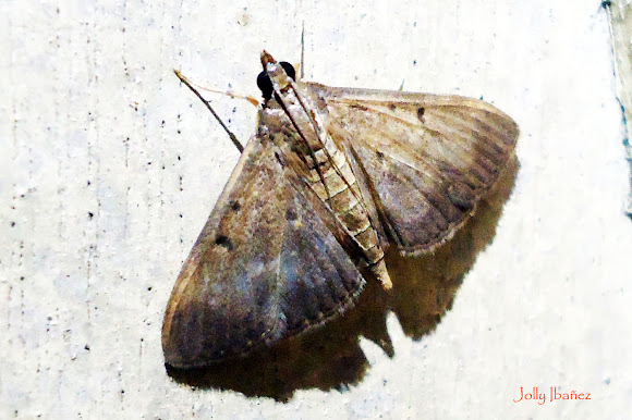 Spotting Image 1