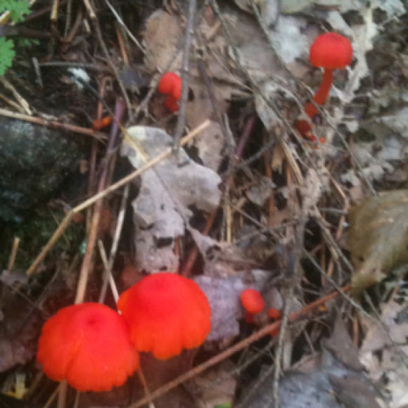 Spotting Image 1