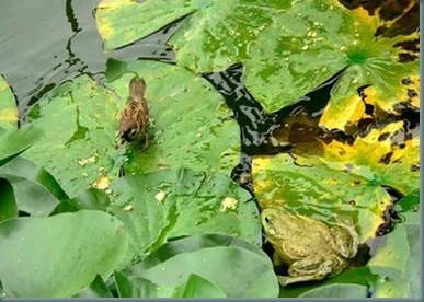 Frog-sparrow-02