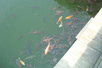 coi fish in the moat