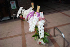 huge orchids