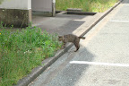 a kitty outside Ashley's apartment