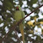 Rose-ringed Parakeet