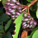 berries